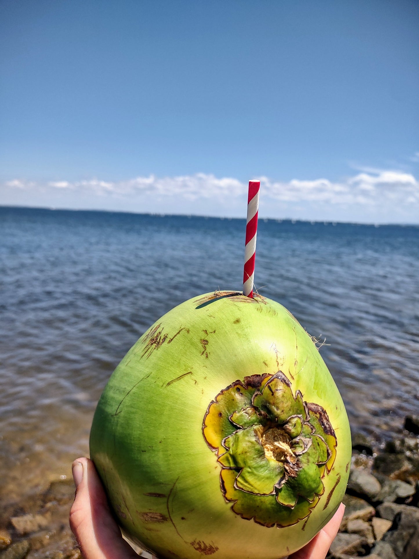 Fresh Coconut Water Brisbane